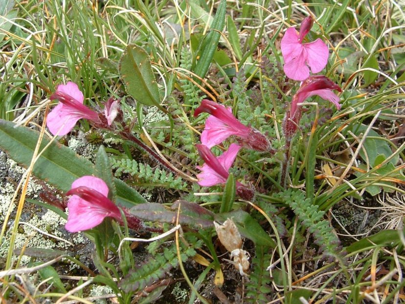 Pedicularis kerneri / Pedicolare di Kerner
